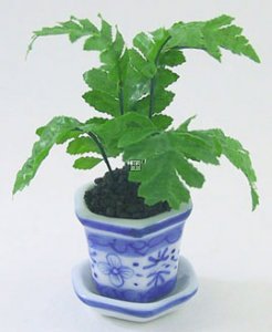 DH6658 Chinese Fern in White Blue Pot