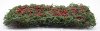 DCACR Vine Climbing Rose 8" x 3" DCACR Vine Climbing Rose 8" x 3"