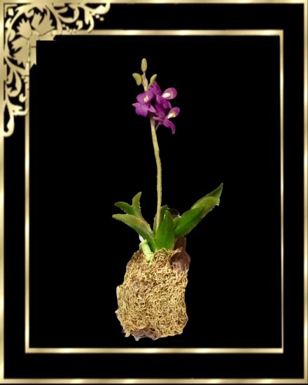 DA055 Hanging Orchid Purple - Click Image to Close