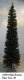 22294 7' Slim Boston Christmas Tree Green