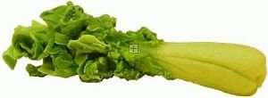 DP021 Celery (3)