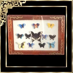 D799 Butterfly Collection in Frame / Box