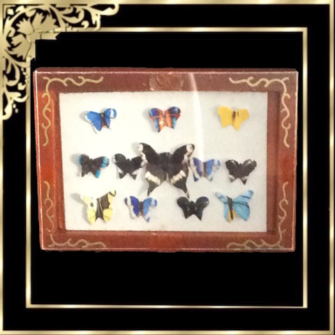 D799 Butterfly Collection in Frame / Box - Click Image to Close